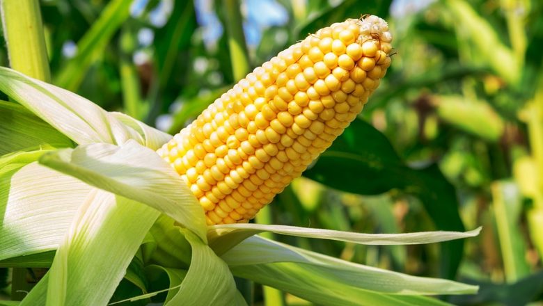 Покупаем продукцию кукурузы