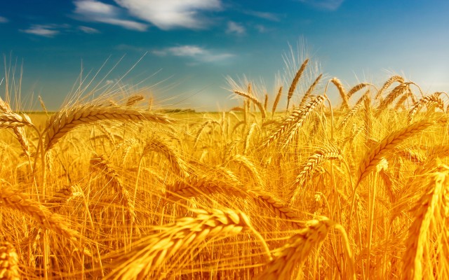 Продажа пшеницы 2 класса
